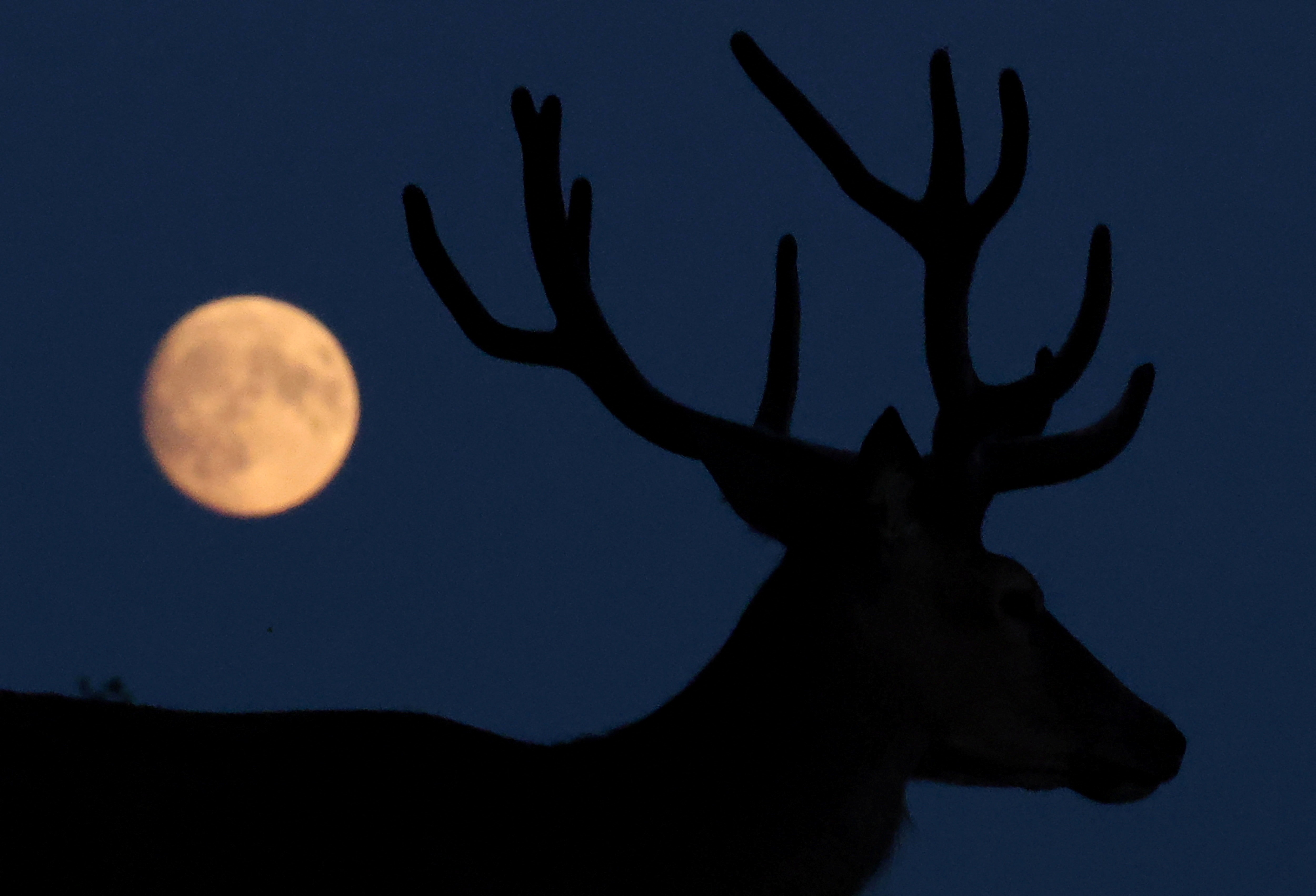 IN PICTURES: Buck moon rises over Richmond Park and more from around the world