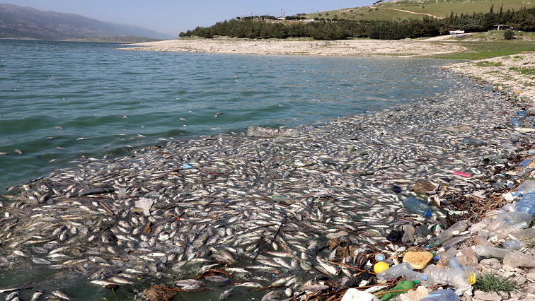 Sardine mass-mortality sparks investigations amid HPV discovery